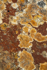 Textures: colored lichens