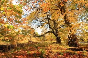 Beautiful autumnal landscape