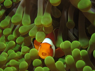 Clown anemonefish - obrazy, fototapety, plakaty