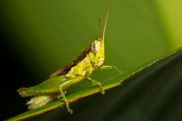 The little grasshopper.