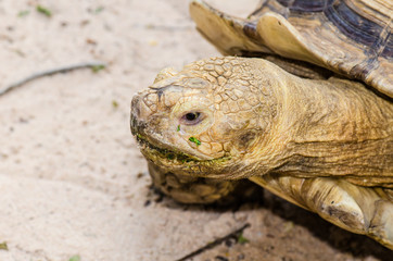 Close Up of Sulcata Tortoise