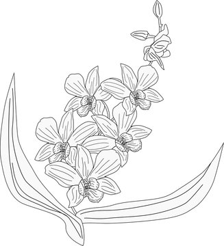 orchid flowers sketch isolated on white