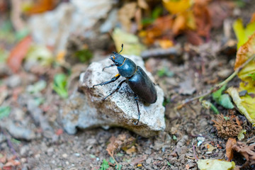 Beetle on a stone