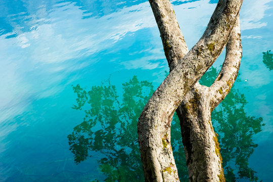 Tree trunk on mountain lake