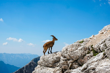 Alpine ibex