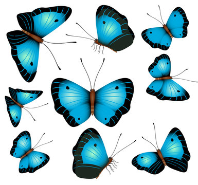 Blue butterflies isolated on a white background