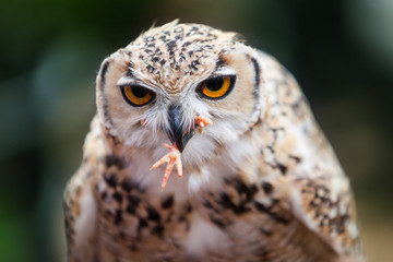 Pharaoh Eagle-Owl