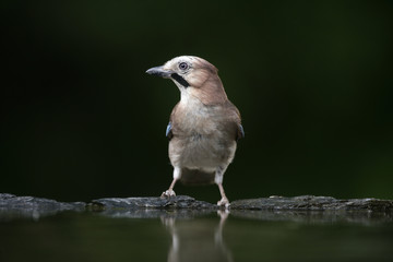 Jay, Garrulus glandarius