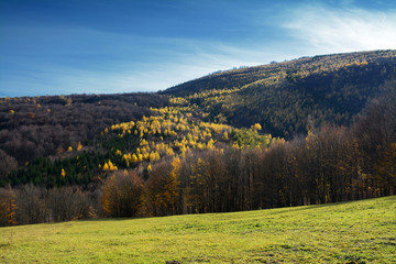 Autumn landscape with color tree
