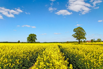 Obraz premium Landscape with canola field.