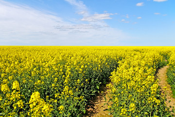 Landscape with canola field.