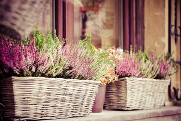 Obraz premium Pink and purple heather in decorative flower pot