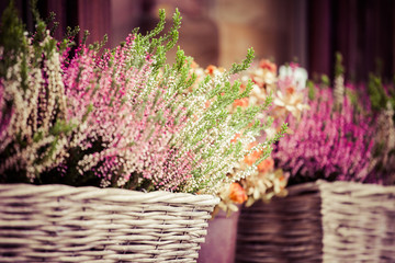 Fototapeta premium Pink and purple heather in decorative flower pot