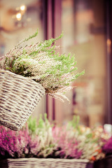 Pink and purple heather in decorative flower pot © Curioso.Photography