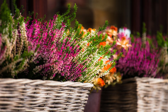 Fototapeta Pink and purple heather in decorative flower pot