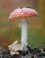 Amanita muscaria