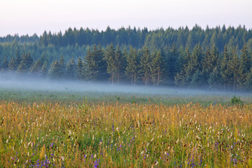 grassland and woods in fog in the morning