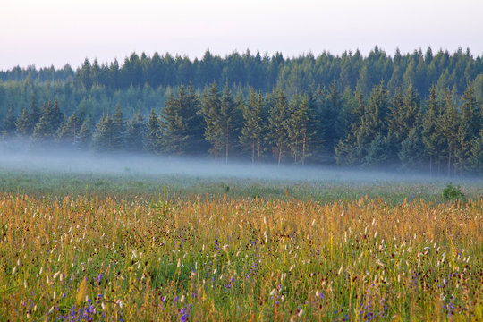 grassland and woods in fog in the morning © zhang yongxin