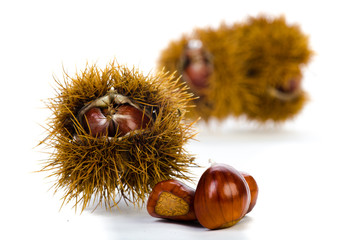 closeup esskastanien