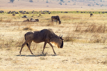 Naklejka na ściany i meble Chodzenie gnu w Ngorongoro