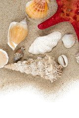 sea shells on sand and empty space for your text