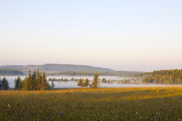grassland and woods in fog in the morning