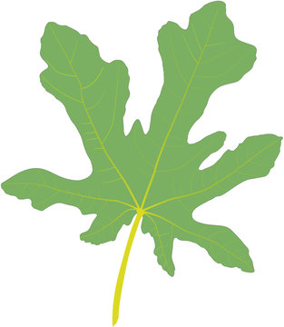 Feigenblatt