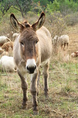 âne de Provence