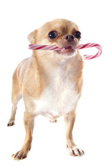 chihuahua and candy