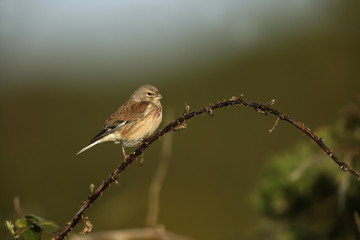 Linnet, Carduelis cannabina
