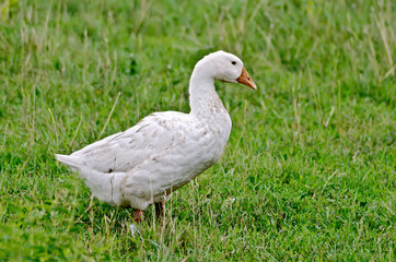 Goose white on a background of grass
