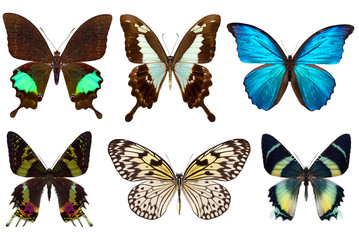 Fototapeta na wymiar Wiele różnych pięknych motyli