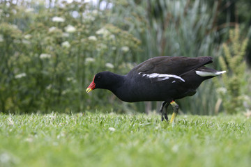 Moorhen, Gallinula chloropus