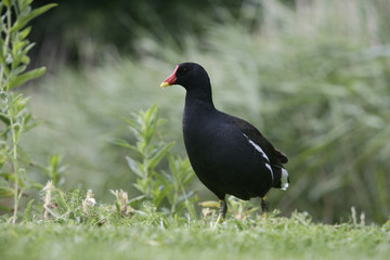 Moorhen, Gallinula chloropus