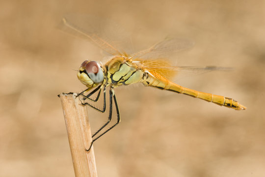 yellow dragonfly on a stick