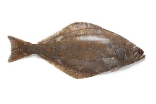 Fresh halibut fish