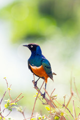 Superb Starling bird in Tanzania
