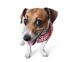 dog with a stylish accessory