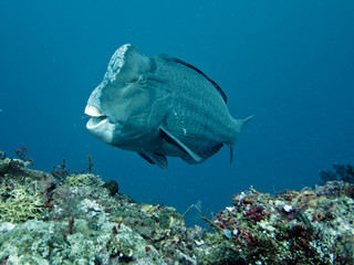 Fototapeta premium Green Humphead Parrotfish, Tulamben, Bali