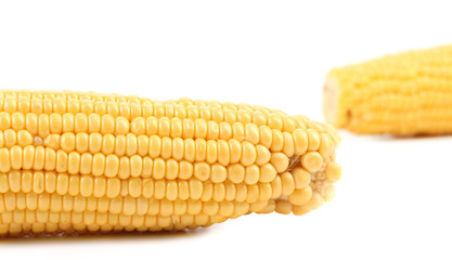 Close up of fresh corn ear.