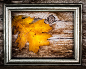 foglia con cornice © Silvano Rebai