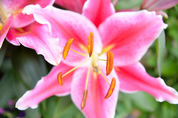 Fototapeta na wymiar rosa Lilien Blüte