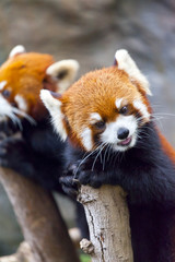 Obraz premium Red panda bear