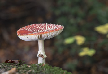  Amanita muscaria or fly agaric