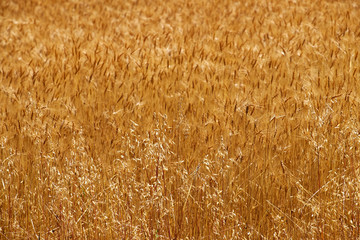 Wheat Crop