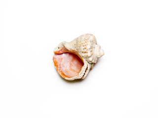 Naklejka premium Seashell.