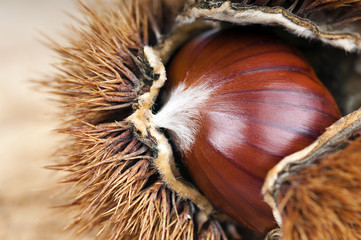 castagna e riccio macro