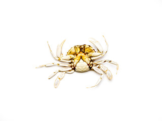 Crab.