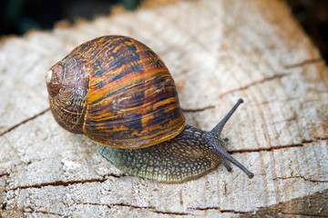 Snail