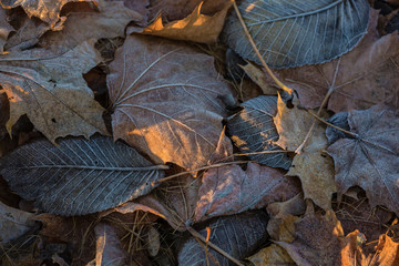 Fallen autumn leaves in a frost